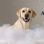 Can you use dish soap on dogs?